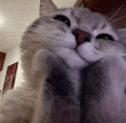 Счастливый котик